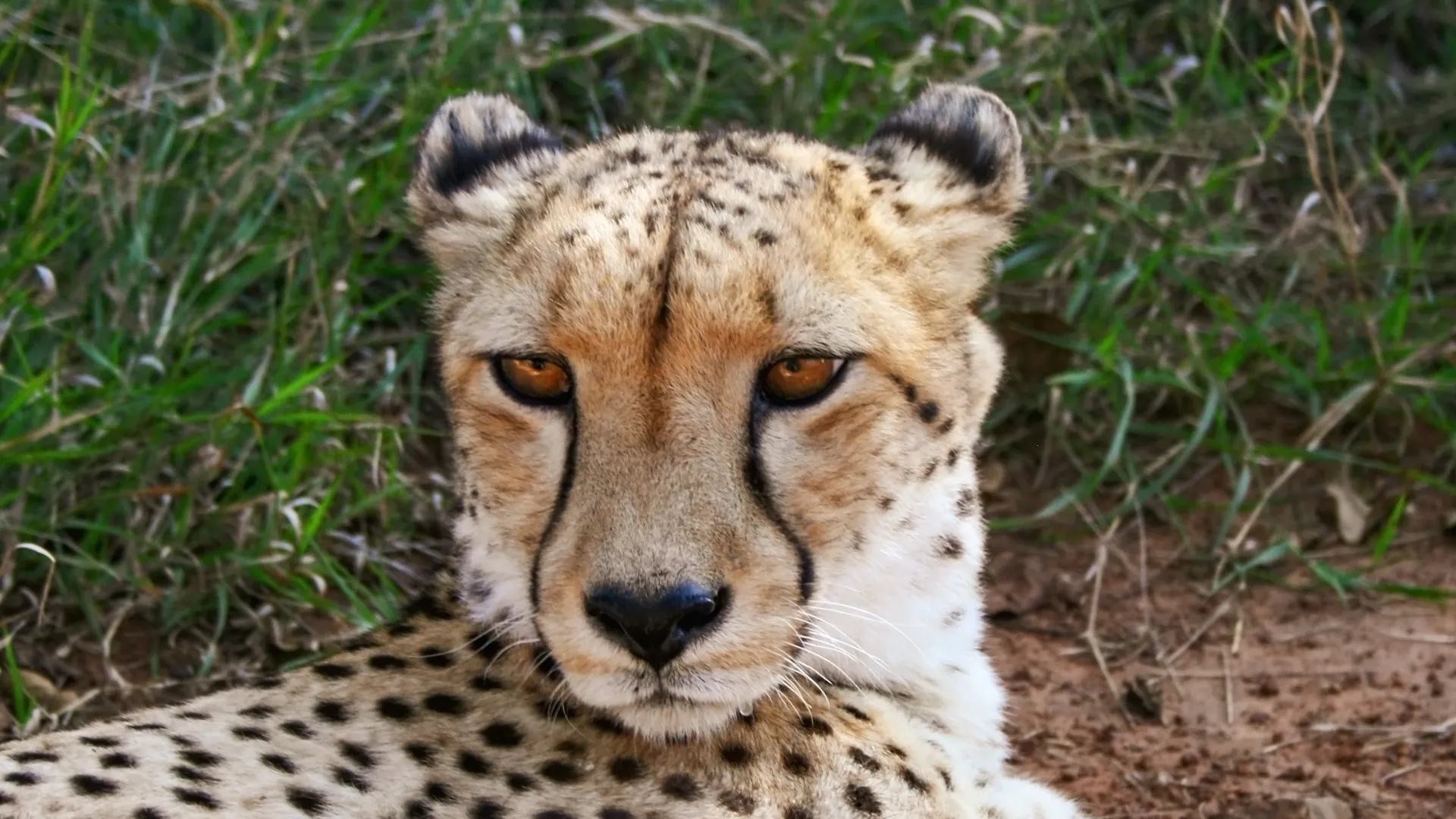 Gaborone Game Reserve