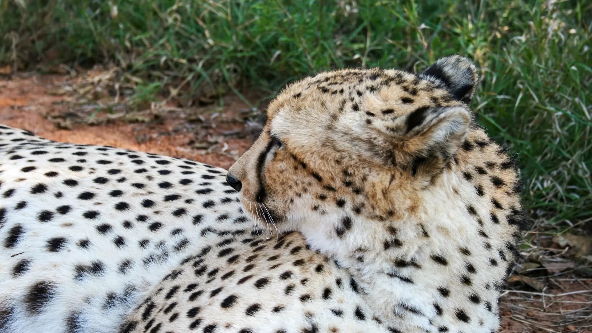 Mokolodi Nature Reserve
