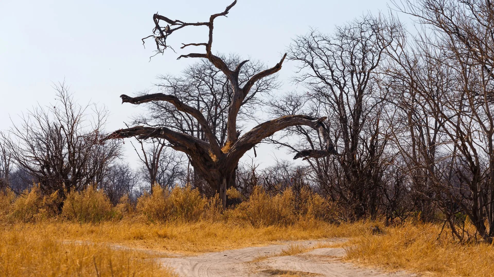 Moremi Game Reserve